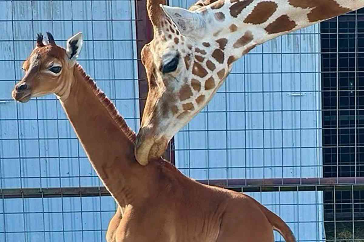 模様のないキリンが米国で誕生　50年以上前に上野動物園でも