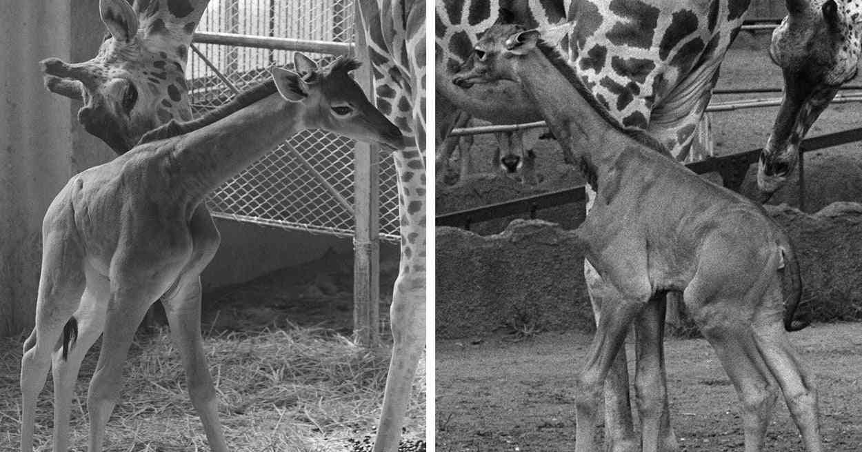 世にも珍しい「模様のないキリン」がアメリカで誕生　実は70年代の上野動物園にもいたって知ってた？