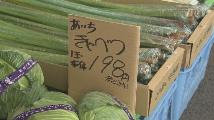 1月初旬は1玉800円ほど→214円に…『キャベツ』値段がピーク時の約4分の1に レタス等の野菜も価格下落