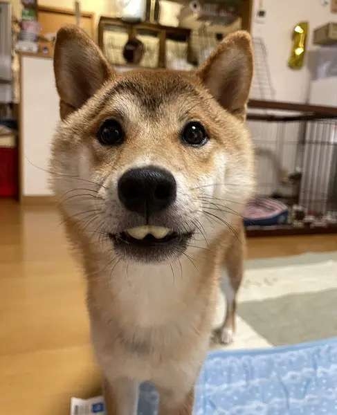 いろんな犬種が一つのクラスだったら~Part5〜