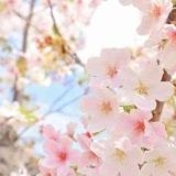 自民党に憲法から基本的人権を削除されるのが恐ろしすぎる??緊急政令（緊急事態条... | ガールズちゃんねる - Girls Channel -