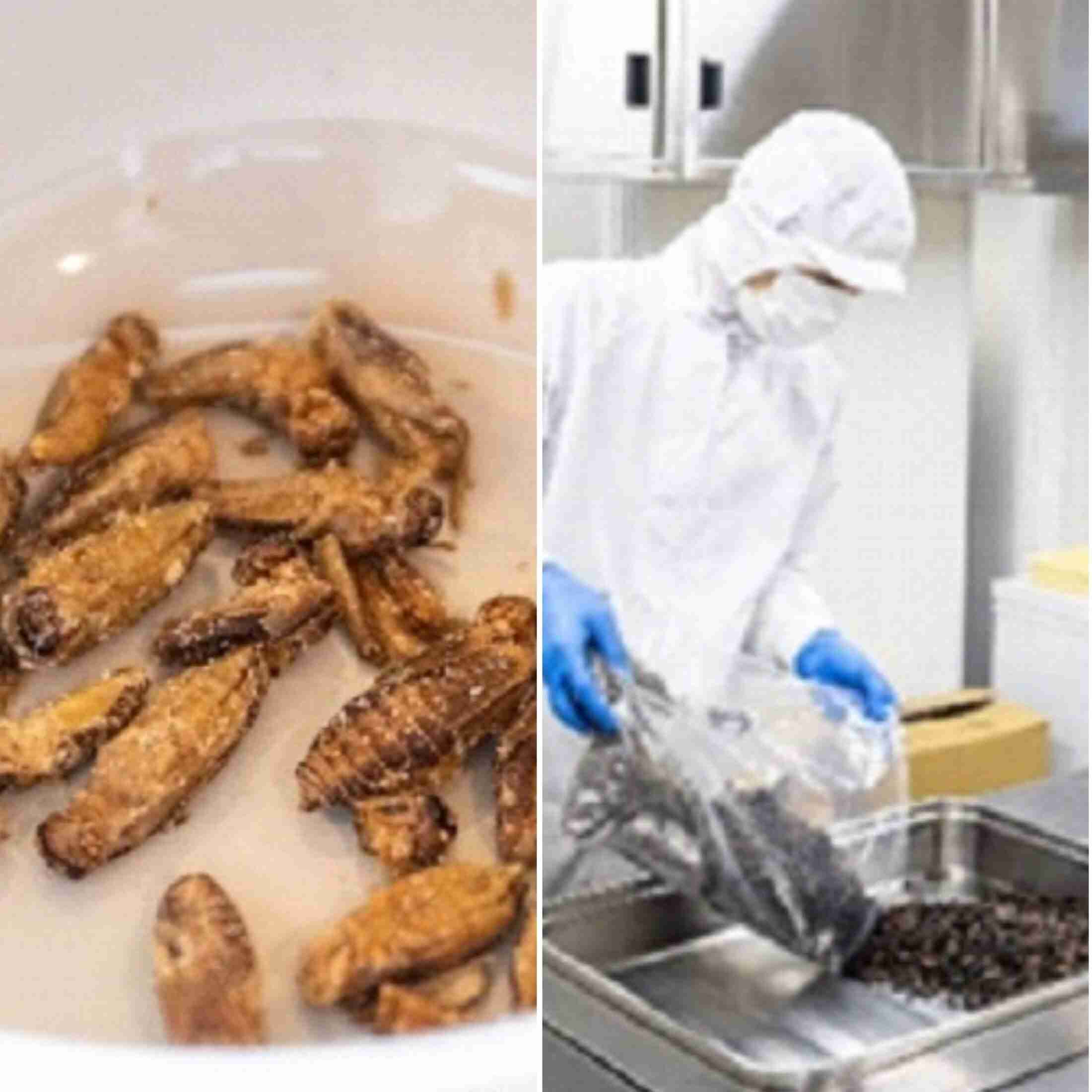 相次ぐ「コオロギ」企業の倒産…大炎上に不買運動…それでも「コオロギ食は選択肢のひとつ」と語るコオロギ食メーカー社長の警告〈食糧難の未来〉（集英社オンライン） - Yahoo!ニュース