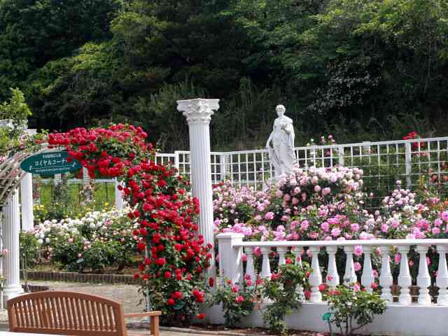 ロイヤルコーナー: 生田緑地ばら苑 公式ブログ