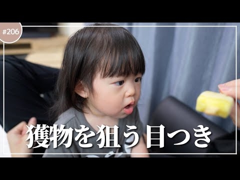 パパのおやつを狙う娘の圧がすごい【1歳2ヶ月】