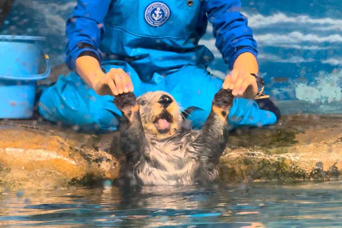 水族館のラッコが消える？一方で北海道では野生のラッコを確認！ | TBSラジオ