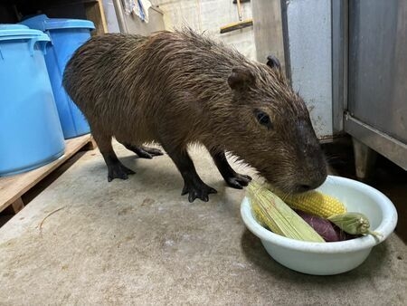 脱走カピバラ、無事捕獲　東南植物楽園のすぐそばの森で（沖縄タイムス） - Yahoo!ニュース