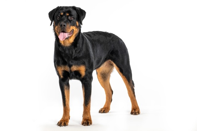 犬のオナラの臭さ&頻度のランキング発表 カワイイ人気の犬種が一番くさいなんて!