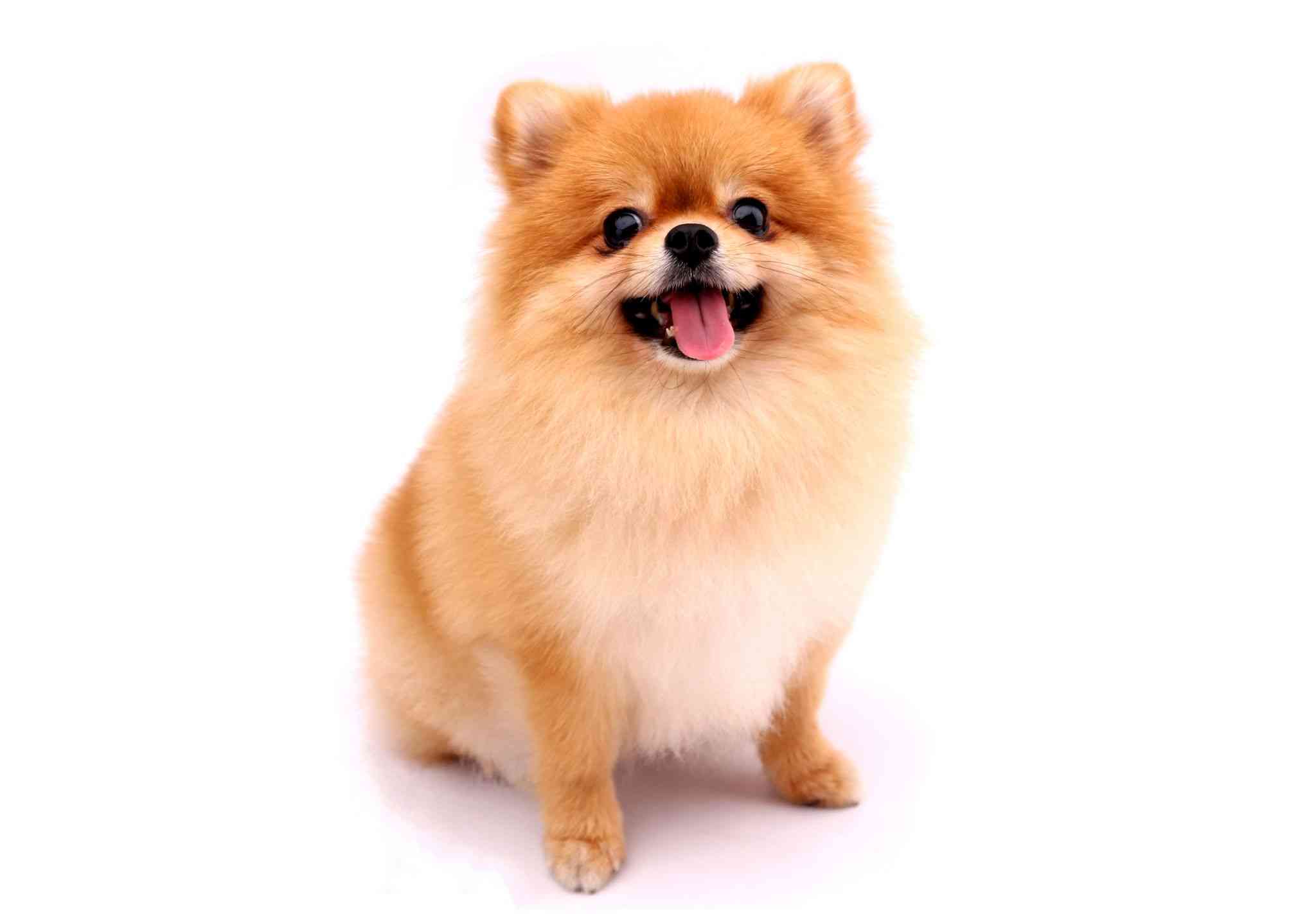犬のオナラの臭さ＆頻度のランキング発表　カワイイ人気の犬種が一番くさいなんて！｜よろず〜ニュース