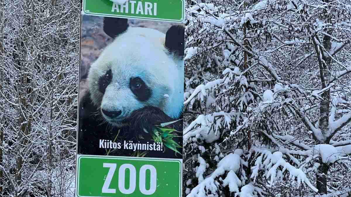 フィンランドがパンダを返還、ウクライナ侵攻が関係？専門家「中国が一番いやなこと」：朝日新聞GLOBE＋
