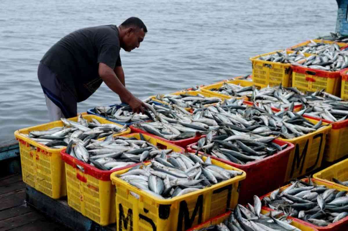漁獲され、窒息死した魚は絶命までに平均10分の激しい苦痛を味わっているとする研究結果 | カラパイア