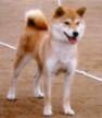 仔犬達の系譜