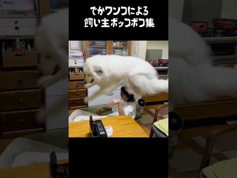 体重40キロ超大型犬による飼い主ボコボコショー　#グレートピレニーズ #greatpyrenees #大型犬