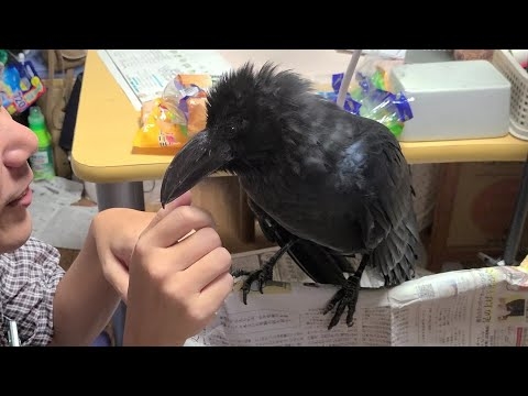 沢山おしゃべりするカラス。しかし大好きな兄弟やパパが来ると…