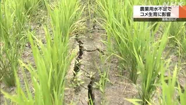 雪どけ水少なく農業用水不足 コメの生育に影響 南魚沼市など｜NHK 新潟県のニュース