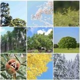 「東洋のダイアナ」「王位への希望」「お誕生日に8万人が駆けつけた」日本国民がギ... | ガールズちゃんねる - Girls Channel -