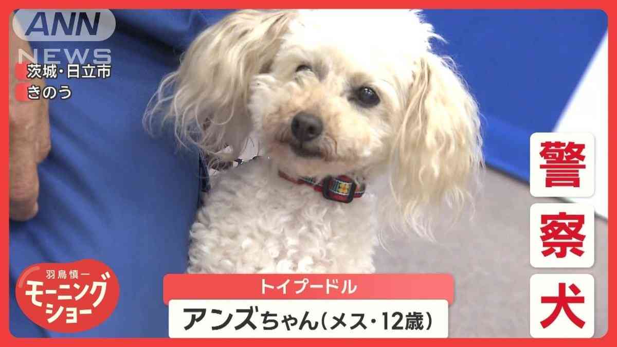 「表彰だワン」お手柄！表彰された警察犬はトイプードル　どんな活躍をしたの？