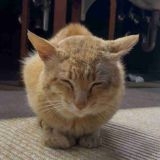 政治家が国民を守る気がまるでないこんな国で生きるのがまじでしんどいもし自民党... | ガールズちゃんねる - Girls Channel -