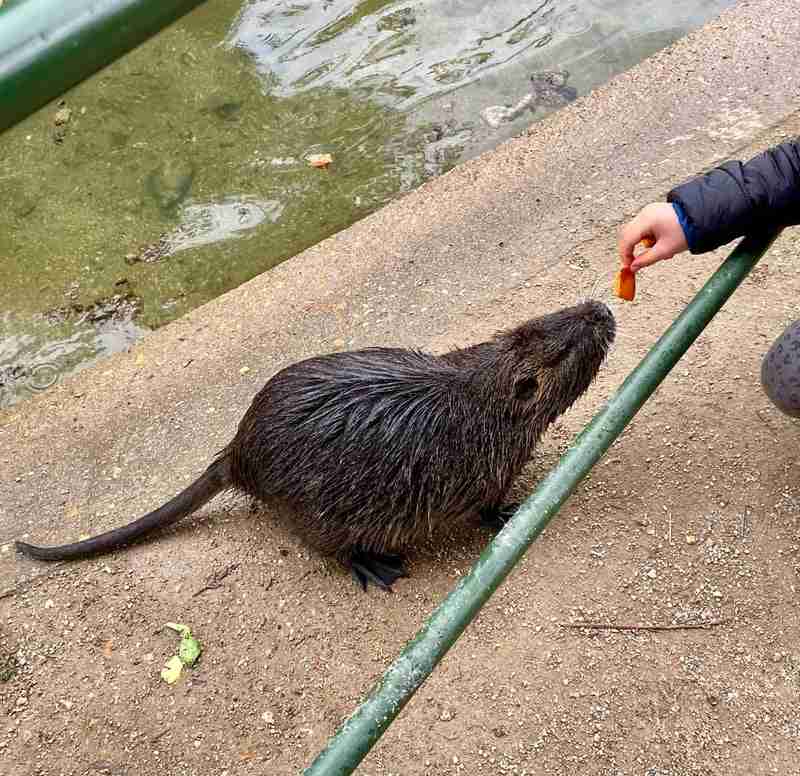 ネズミ異常発生！道南の街を席巻…駆除グッズは「爆売れ」 住宅街・農地を脅かす異常事態に記者も悲鳴