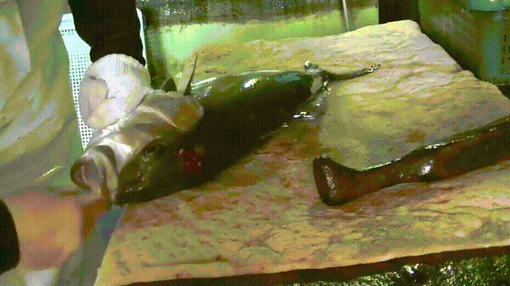 漁獲され、窒息死した魚は絶命までに平均10分の激しい苦痛を味わっているとする研究結果