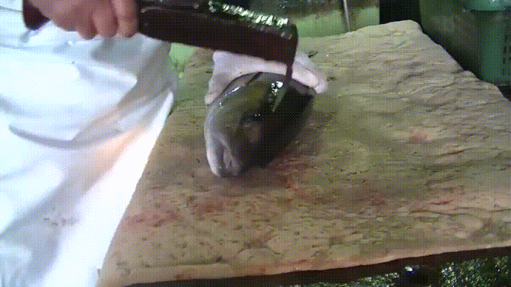 漁獲され、窒息死した魚は絶命までに平均10分の激しい苦痛を味わっているとする研究結果