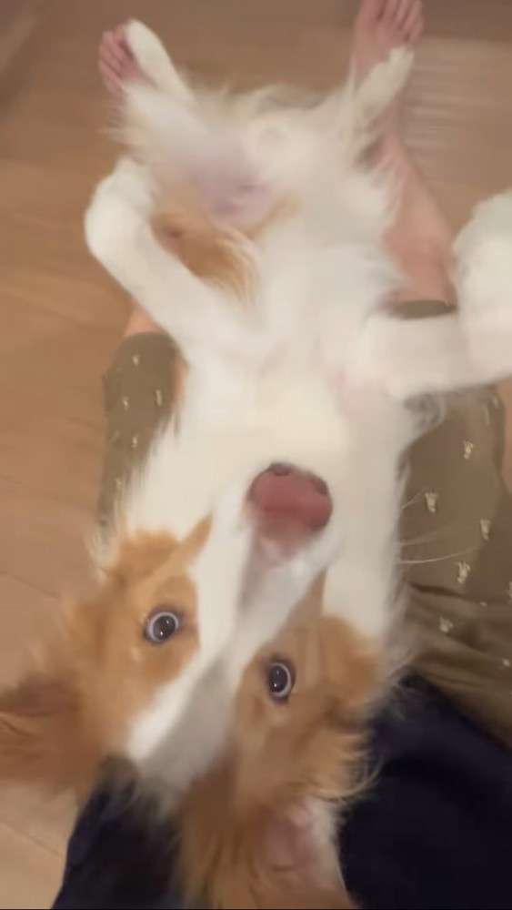 「世界一IQが高い」と言われる犬種・ボーダーコリー、想像上回る賢さに驚き