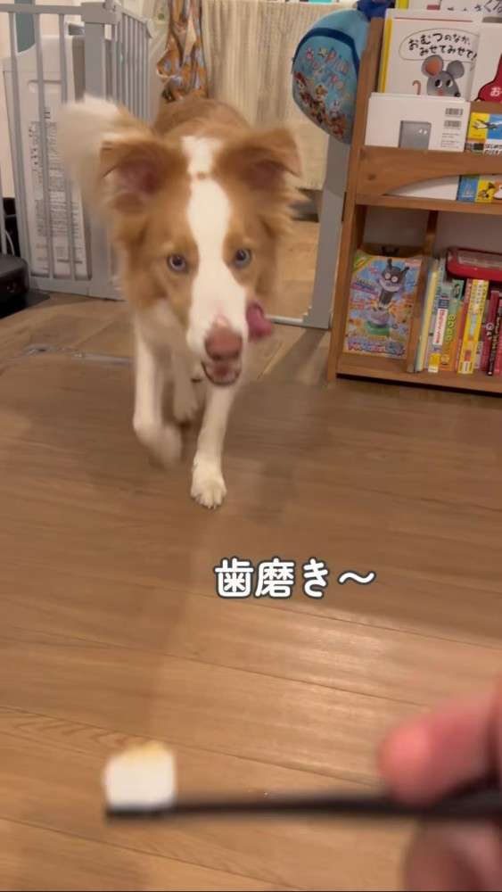 「世界一IQが高い」と言われる犬種・ボーダーコリー、想像上回る賢さに驚き