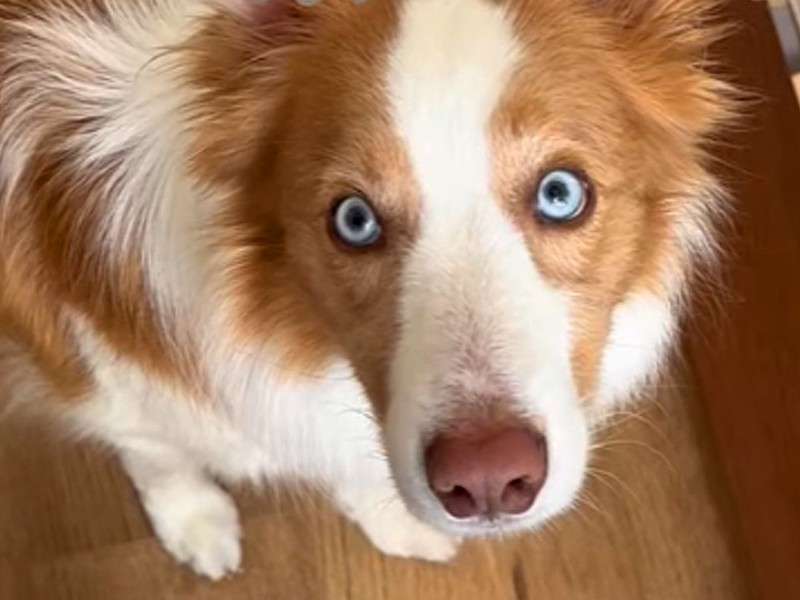 「世界一IQが高い」と言われる犬種・ボーダーコリー、想像上回る賢さに驚き (2025年6月17日掲載) - ライブドアニュース