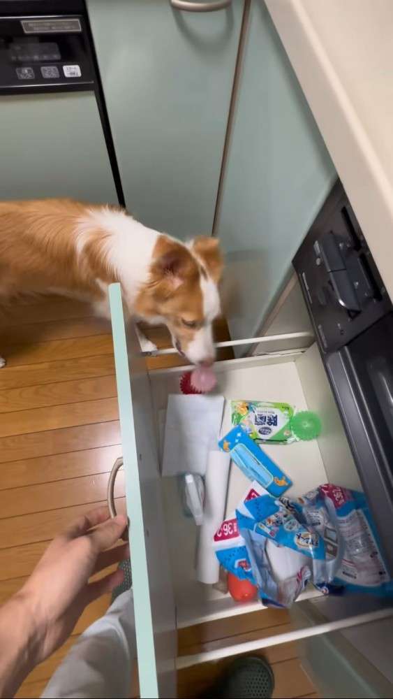 「世界一IQが高い」と言われる犬種・ボーダーコリー、想像上回る賢さに驚き