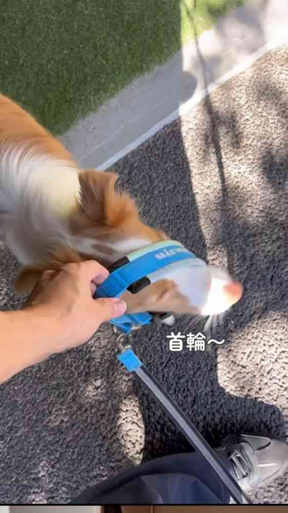「世界一IQが高い」と言われる犬種・ボーダーコリー、想像上回る賢さに驚き