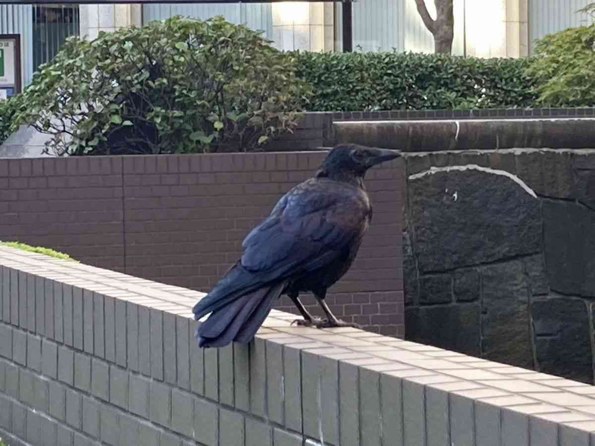 ボンネットの上に〝カラス〟実はとんでもなく〝悲しい事実〟があった「返信見てショックを受けた」「全然笑えない」コメント相次ぐ：「おっ！」でつながる地元密着のスポーツ応援メディア 西スポWEB OTTO!