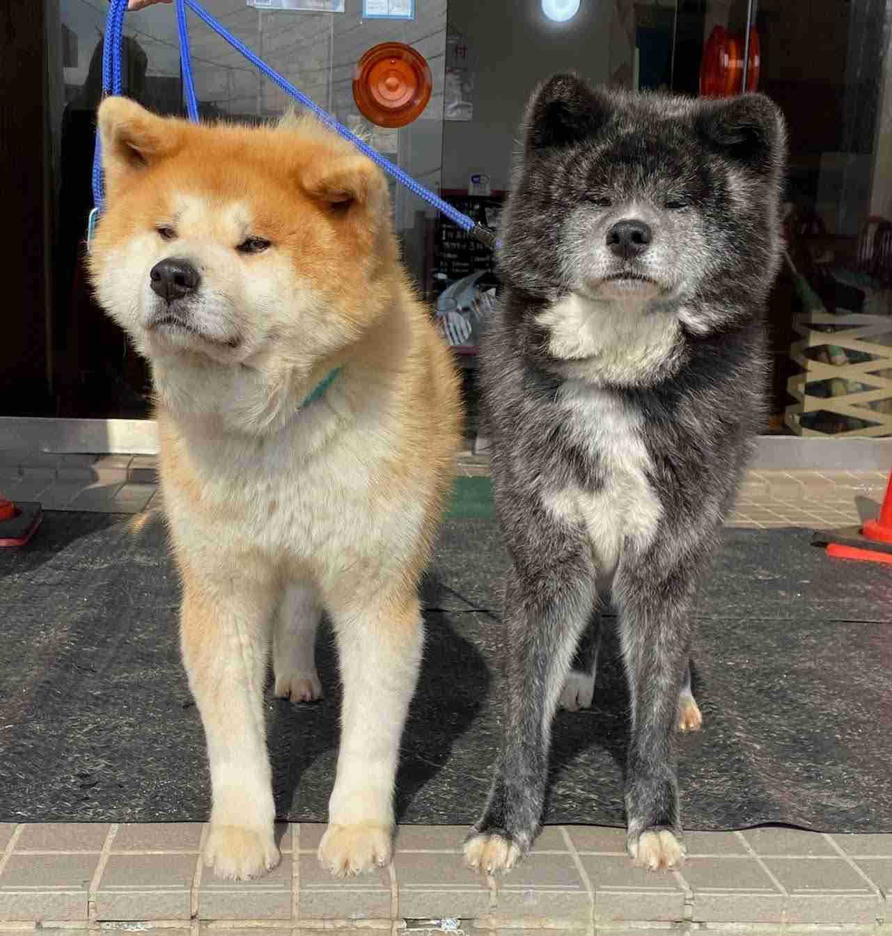 大型犬の画像下さい