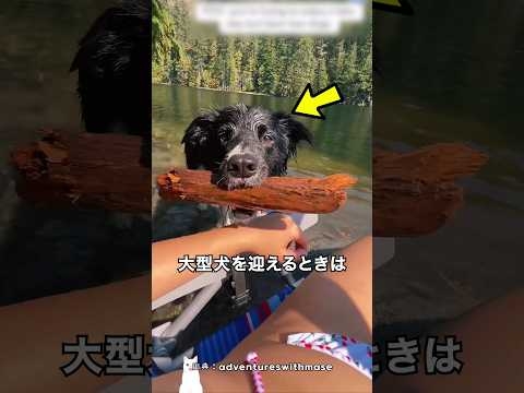 大型犬の迎え入れは慎重に考えるべき理由