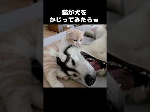 好きすぎて猫が犬をかじったらこうなった w ...