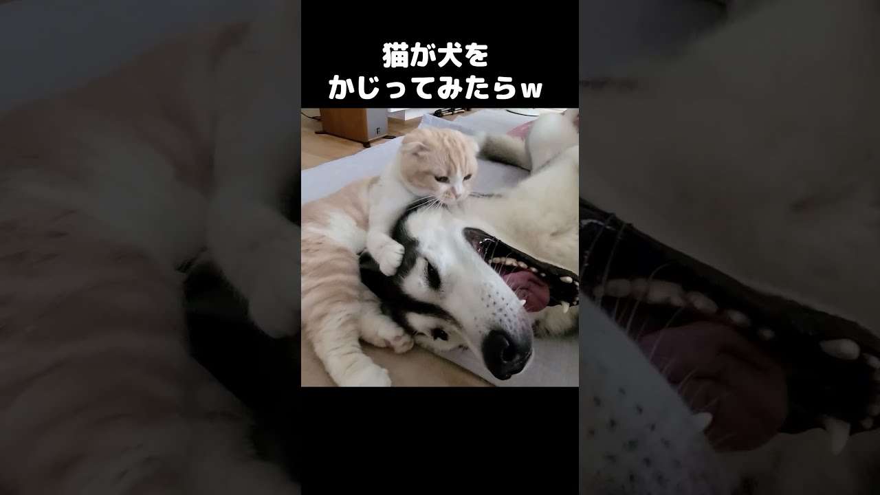 犬と猫飼ってる人【雑談】