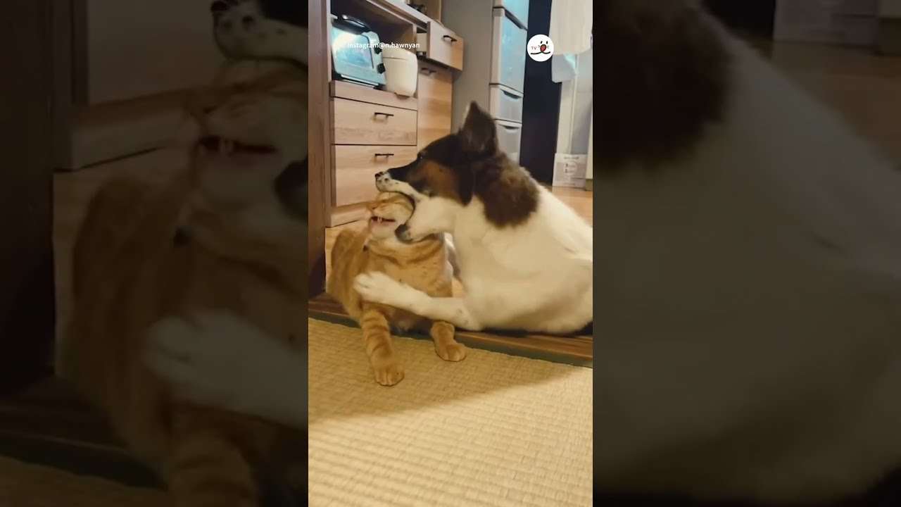 犬と猫飼ってる人【雑談】
