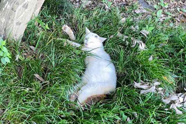 ネコ治療した獣医師死亡、マダニ感染症疑い　獣医師会が注意呼びかけ（朝日新聞） - Yahoo!ニュース