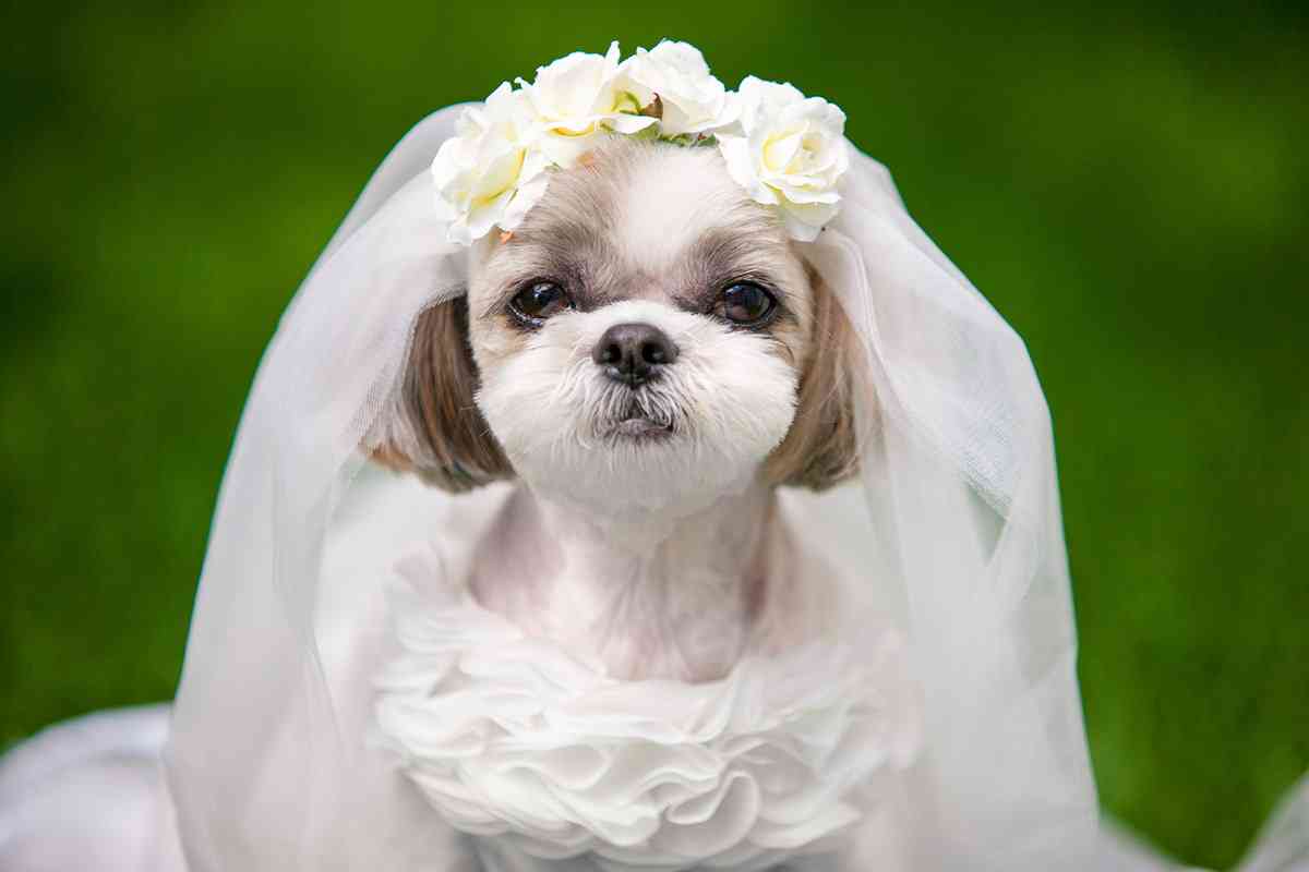 曲名に「犬だけど」を付けちゃうトピ