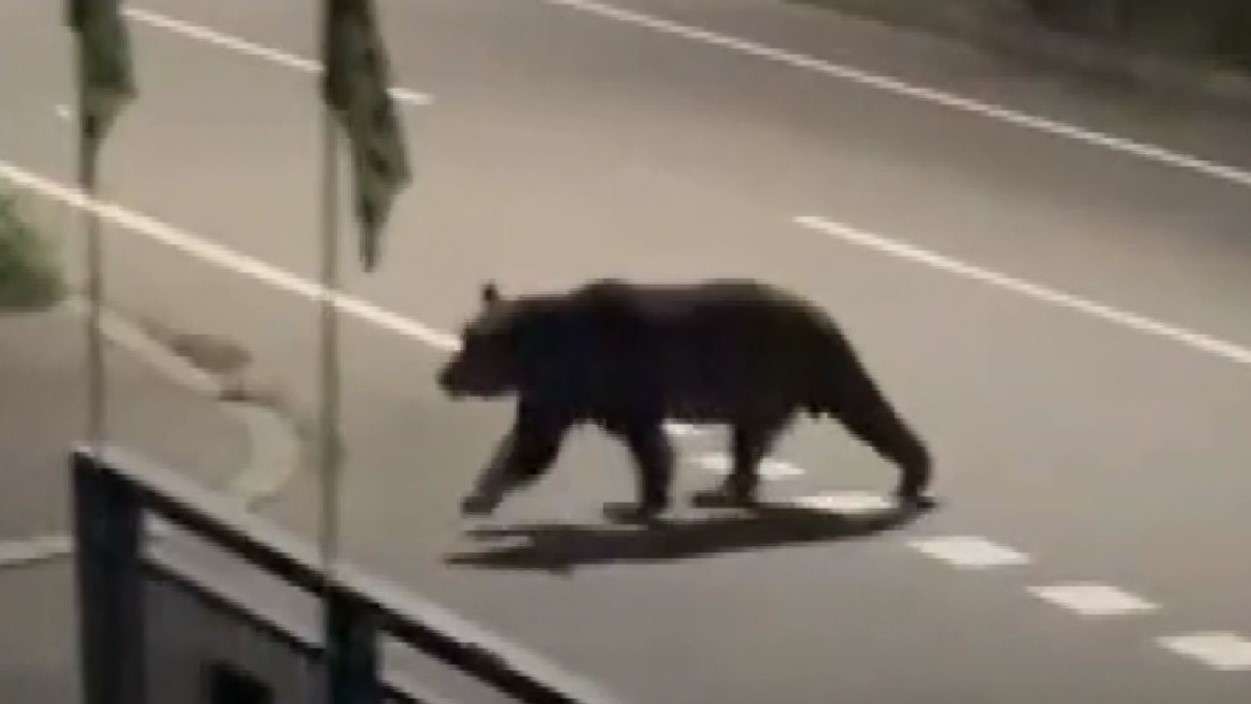 【男性襲ったクマに新事実】4日前からつけ狙っていたか 男性が母親に相談「ナイフ持って行った方がいいかな」恐怖を感じながら新聞配達の責任感…４年前にも女性襲って死亡させた個体と判明