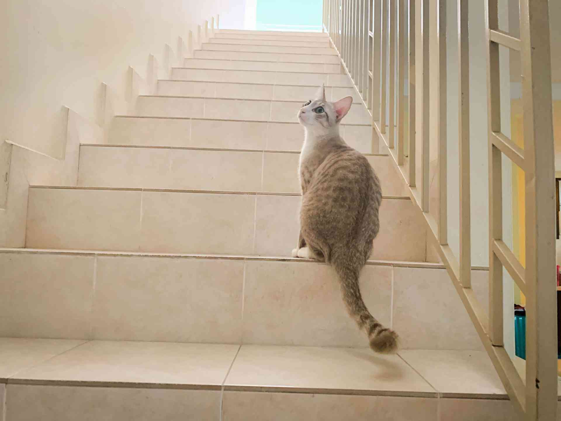 賛否両論ある《猫のお散歩》は本当に必要?飼い主が知っておきたい3つのこと