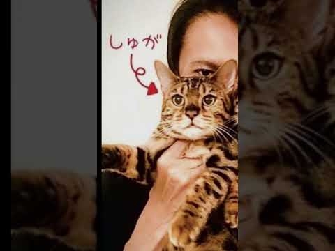 あっちゃんの事をつれなくできるのは、がっちゃんだけですかね??