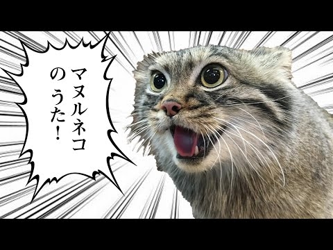 マヌルネコのうた（Pallas