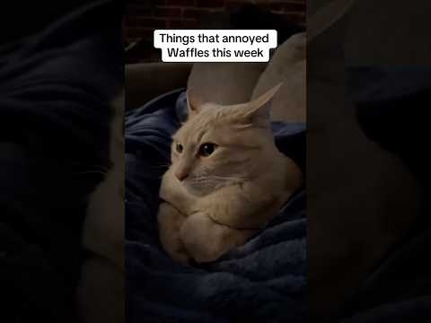 Waffles and his list of grievances #cats #shorts