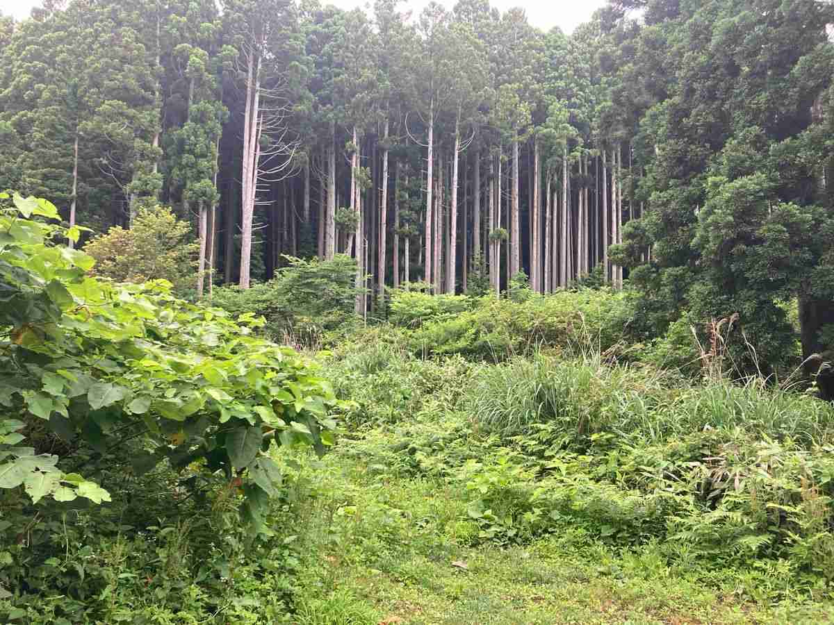 【速報】福島町でクマ１頭の目撃情報　男性クマに襲われ死亡した現場から約4キロの場所　北海道（2025年7月13日掲載）｜日テレNEWS NNN