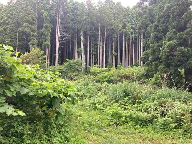 福島町でクマ１頭の目撃情報　男性がクマに襲われ死亡した現場から約4キロの場所　北海道
