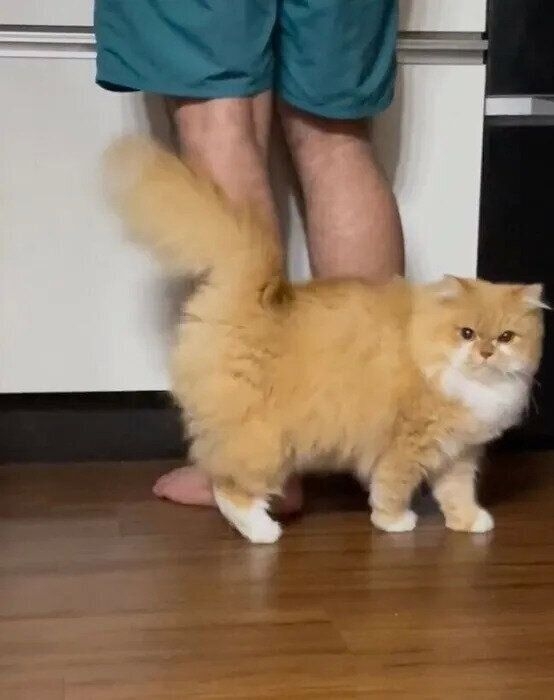 パパの足で8の字回転？　猫がスリスリしておねだりする理由を獣医師に聞いた