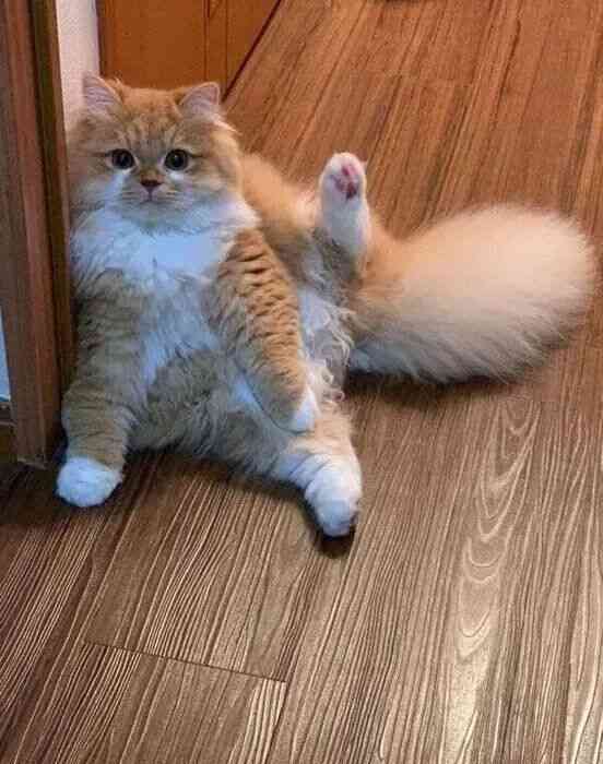 パパの足で8の字回転? 猫がスリスリしておねだりする理由を獣医師に聞いた