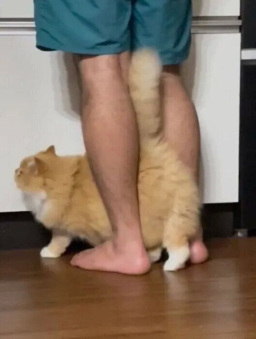 パパの足で8の字回転？　猫がスリスリしておねだりする理由を獣医師に聞いた｜ねこのきもちWEB MAGAZINE