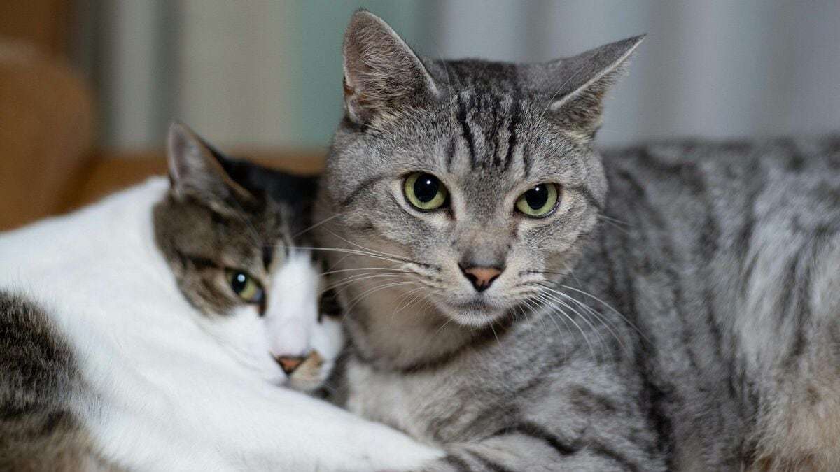 感染者の自殺率が上昇｢猫の寄生虫｣の怖い生態 人の脳を占拠､マインドコントロール状態に | リーダーシップ・教養・資格・スキル | 東洋経済オンライン