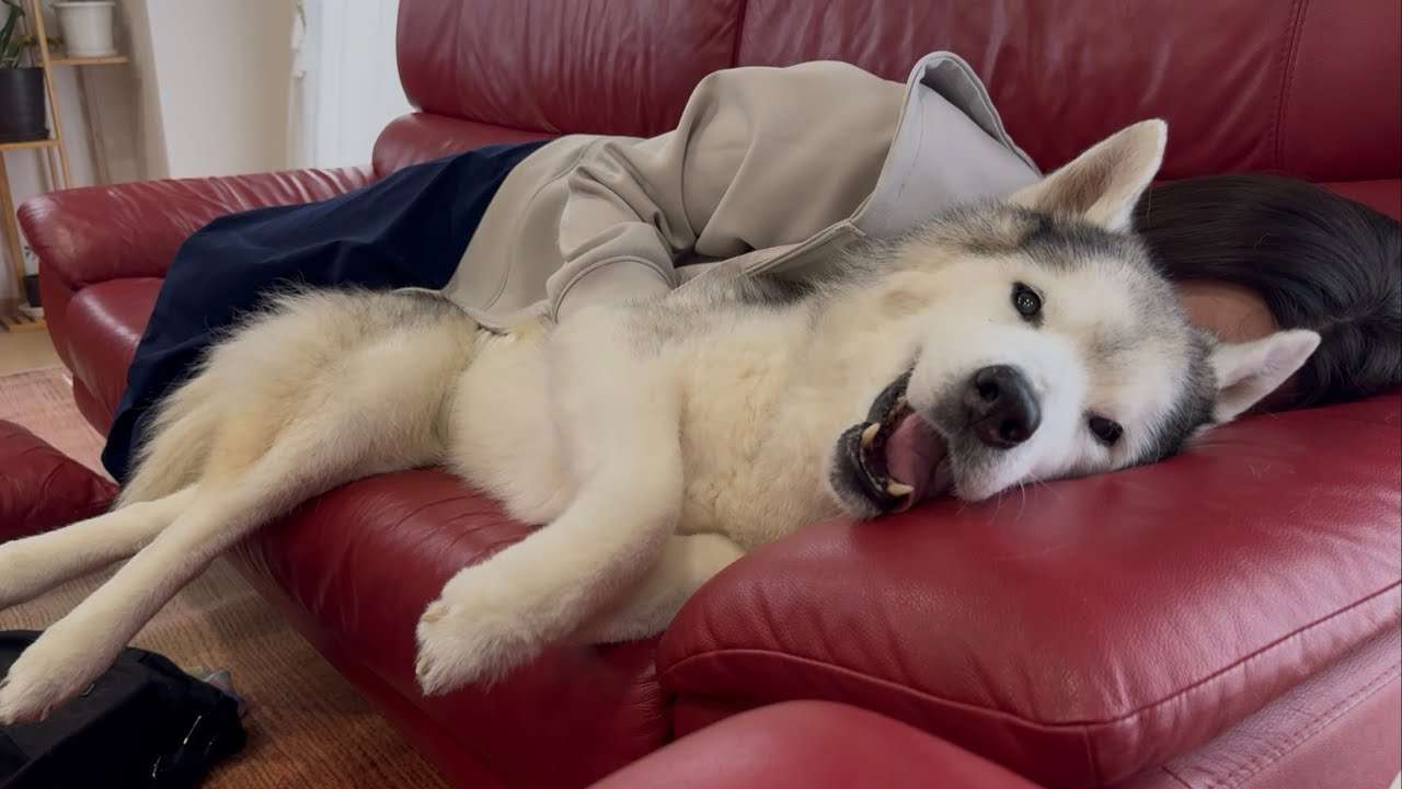 登録者45万人超の愛犬家YouTuberチャンネル、約7年半の活動を終了へ　その理由に飼い主の鑑と称賛の声