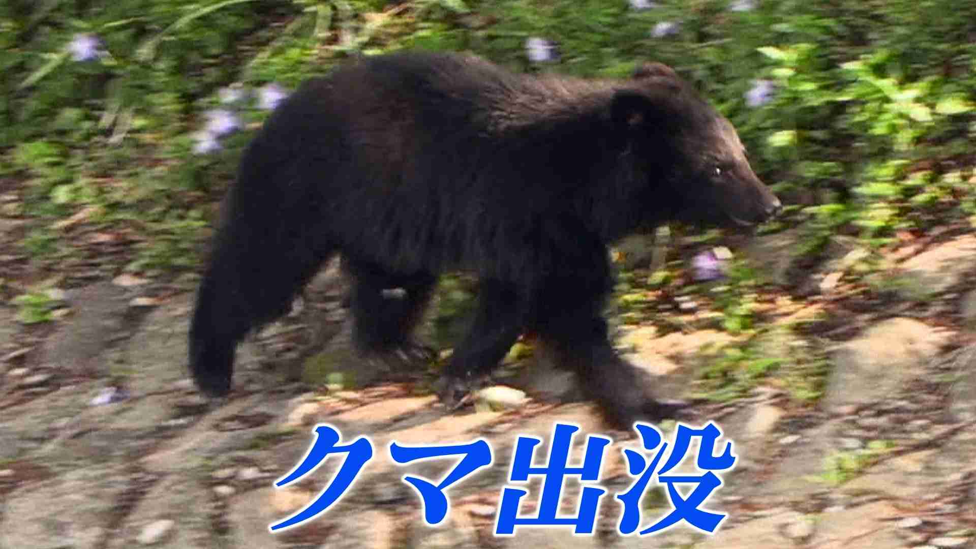 窓ガラス割ってクマが住宅に侵入　1時間半とどまった後山林へ逃げる　コメ袋破られる被害も　岩手・北上市（IBC岩手放送） - Yahoo!ニュース